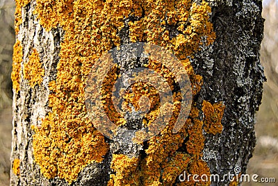 Moss on a bark Stock Photo