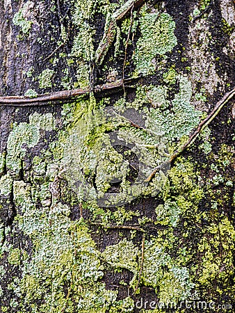 Moss on bark Stock Photo