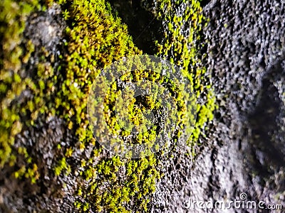 moss on black rock close up Stock Photo