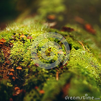 Moss Close Up View with Little Mushrooms Stock Photo