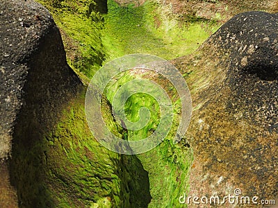 Green lichen on coastal rock wall in Australia Stock Photo