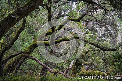 Moss covered live oak trees, California Stock Photo