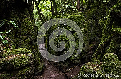 The moss covered rocks of Puzzlewood, an ancient woodland near Coleford in the Royal Forest of Dean, Gloucestershire, UK Stock Photo