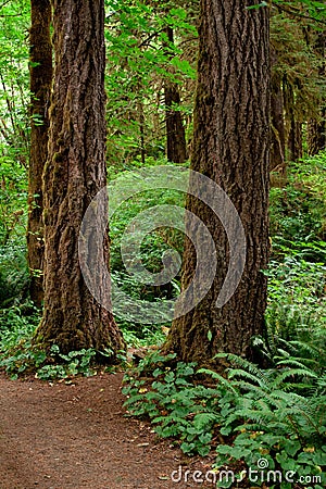 Moss covered tree Stock Photo