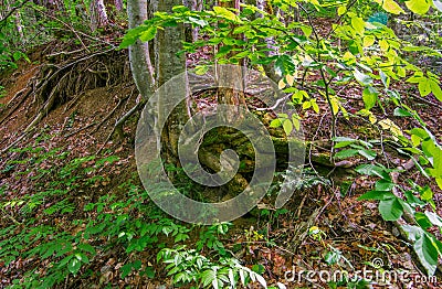 Moss-covered tree roots outside of the ground Stock Photo