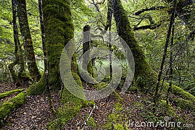 Moss covered trees, Fiordland National Park, South Island, New Zealand Stock Photo