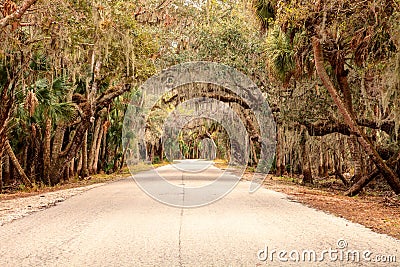 Moss covered trees line a road along the wetland and marsh at th Stock Photo