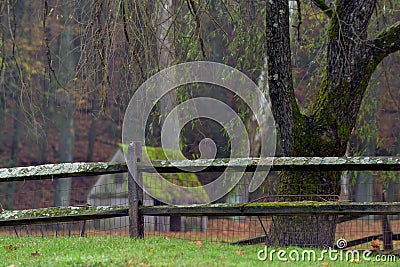 Moss covered wooden fence separating the property lines of a local farm Stock Photo