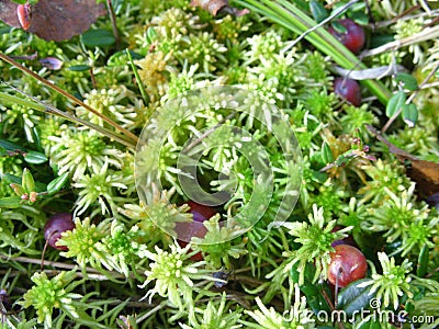 Moss and cranberries Stock Photo