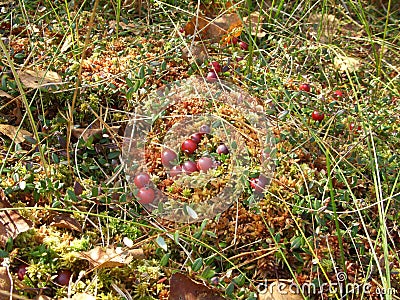 Moss and cranberries Stock Photo