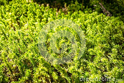 Moss detail in Vanoise national Park, French alps Stock Photo