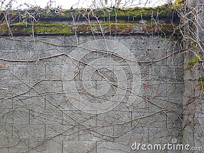 Moss, Dicranum scoparium on a Brick Grey Wall with Thick Vines Stock Photo