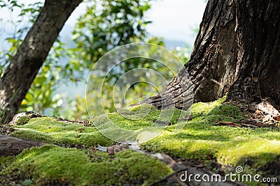 moss in evergreen forest Stock Photo