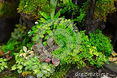 Moss fern decorate on small wood garden Stock Photo