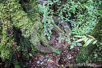 Moss and fern in the tropical Stock Photo