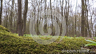 Moss forest. Close-up of a fallen tree trunk in the forest. Dead tree in the forest covered with green moss. Mountain forest with Stock Photo