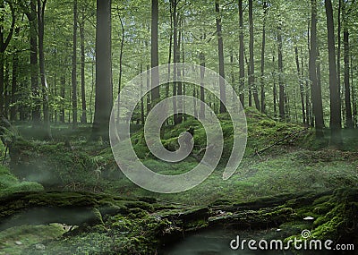 Moss Forest with fog Stock Photo