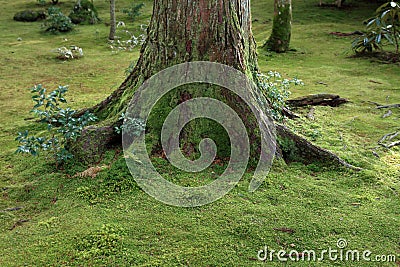 Moss garden of Sanzenin Stock Photo