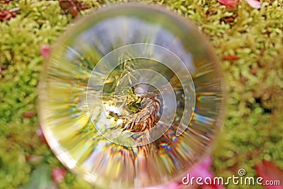 Moss in a glass sphere on a lawn Stock Photo