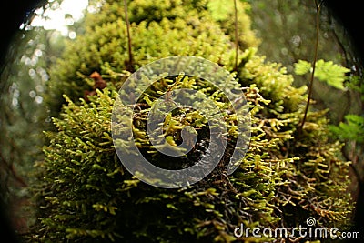 Green moss bark tree Stock Photo