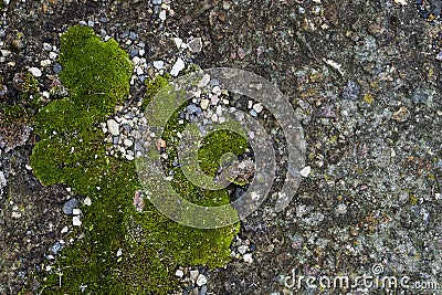 Moss green grunge texture. Moss background. Green moss on grunge texture, background. Green moss detail. Stock Photo