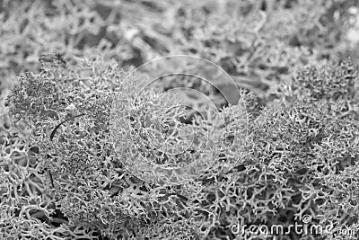 Moss green grunge texture. Mossy background. Green moss on grunge texture Black and white image Stock Photo