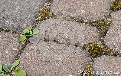 Moss and weeds in the background between paving slabs Stock Photo