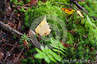 Moss growing in forest close-up, varied vegetation in autumn season. Stock Photo