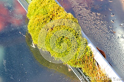 Moss growing next to glass. Stock Photo