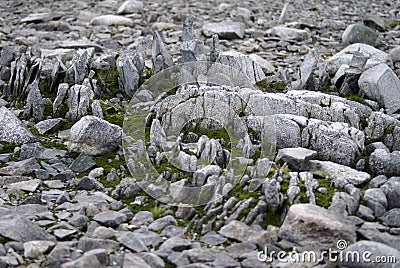 Moss growing in the rocks in Antarctica Stock Photo