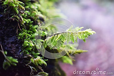 Moss Growing On Tree Macro Close Up For Plant Studies Stock Photo