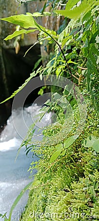 NATURAL GROWH MOSS ON NATURAL SPRING Stock Photo