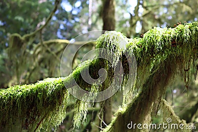 Moss hangind down off evergreen tree in Mcmillan Park in British Columbia Stock Photo