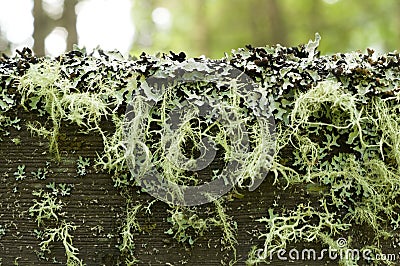 Moss and Lichen Stock Photo