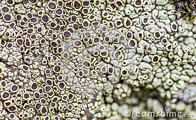 Moss and lichen grow on a stone. Macro. background of Lichen Moss stone. Stock Photo