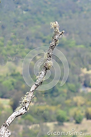 Moss and Lichen growing on a dying tree limb Stock Photo
