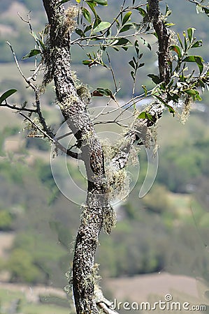 Moss and Lichen growing on a tree limb Stock Photo