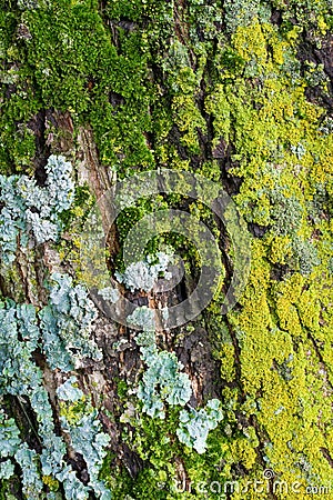 Moss and Lichens Stock Photo