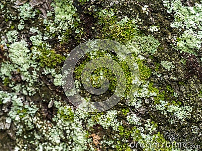 Lichens are symbiotic fungi. They are able to grow on the tree Stock Photo