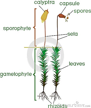 Moss life cycle. Diagram of life cycle of Common haircap moss Polytrichum commune Stock Photo