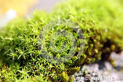 Moss macro Stock Photo