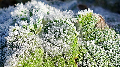 Moss macro background Stock Photo