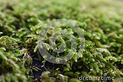 Moss Macro Close Up For Plant Studies High Quality Stock Photo