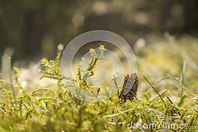 Moss macro. Miniature pine cone in moss Stock Photo