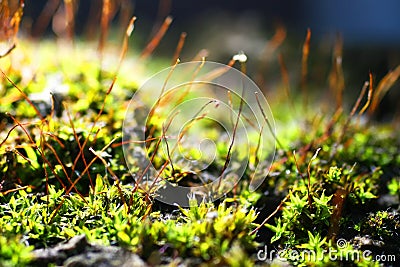 Moss macro. Miniature plants with spores on the surface Stock Photo