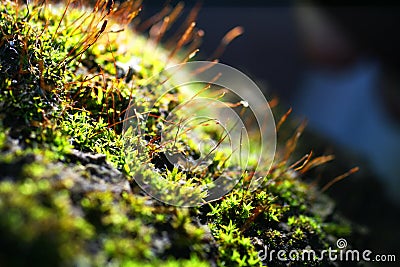 Moss macro. Miniature plants with spores on the surface Stock Photo