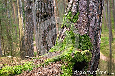 Moss on old pine trunk Stock Photo