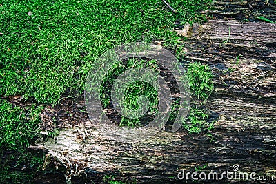 Moss on old wood surfase Stock Photo