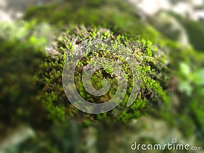 Moss plants are so beautiful when courted by sunlight Stock Photo