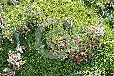 Moss and plants at high altitude Stock Photo